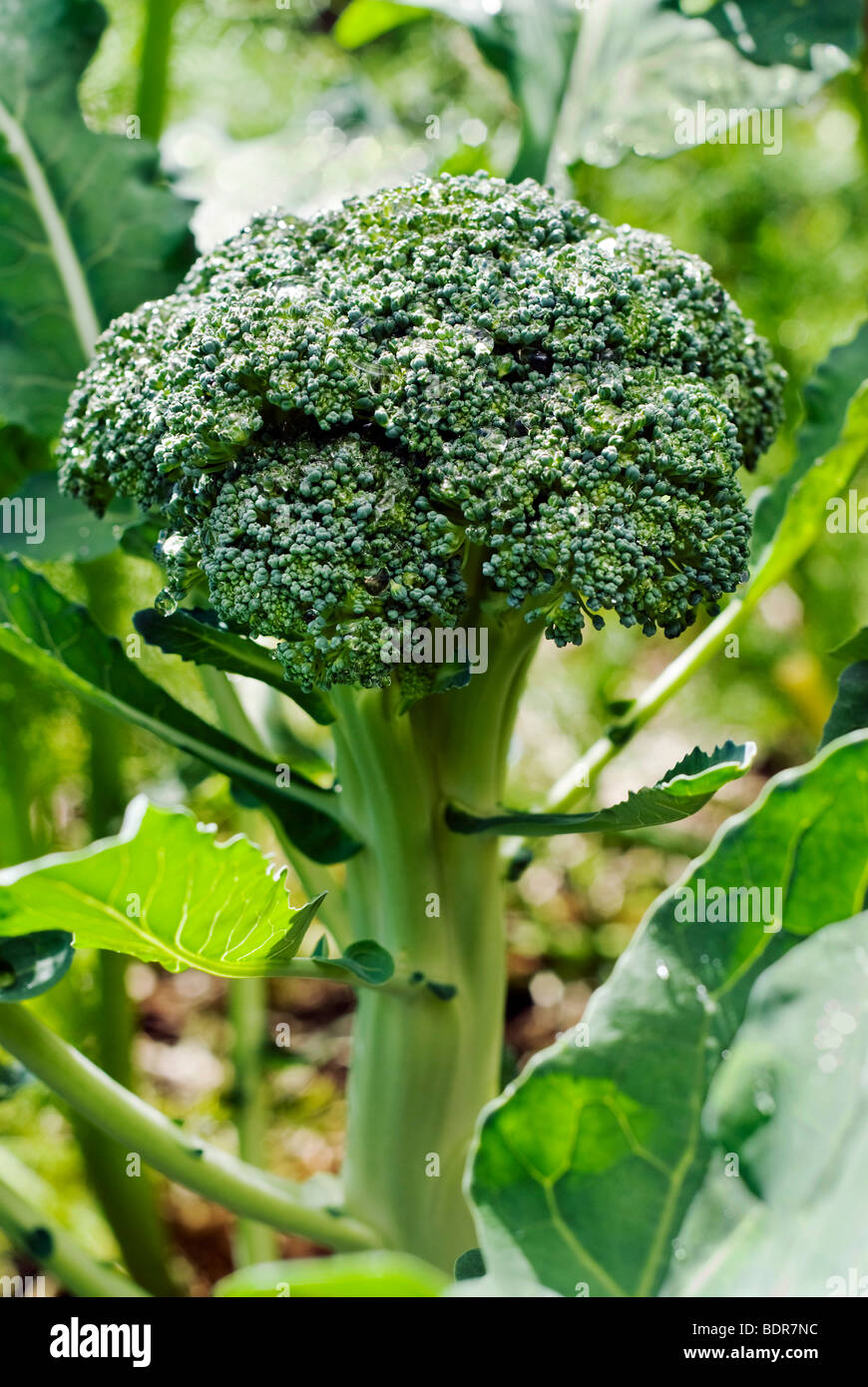 Broccoli crescono nel giardino di casa Foto Stock