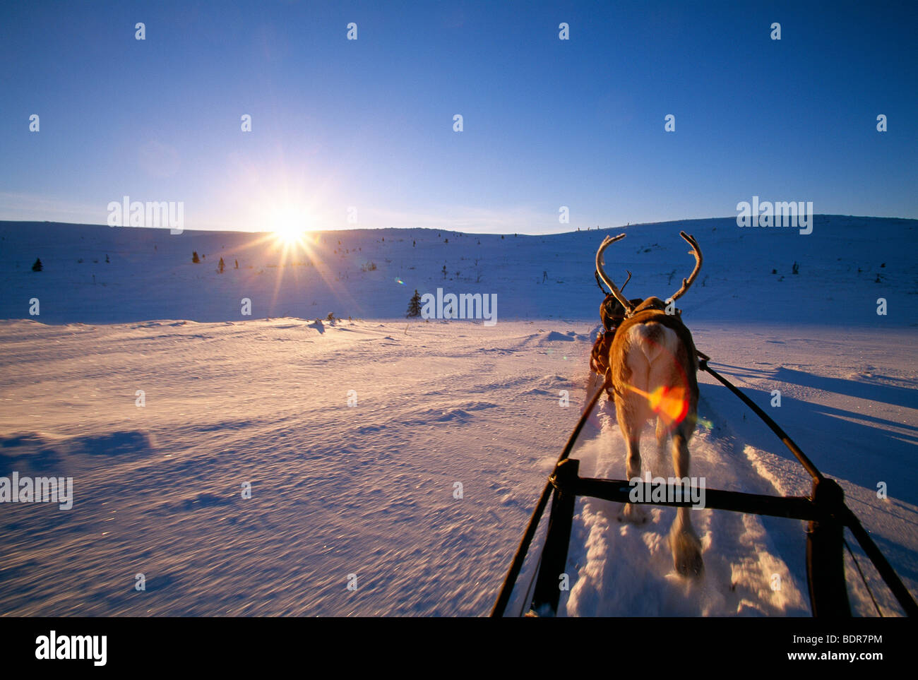 La renna con una mazza, Lapponia, Svezia. Foto Stock