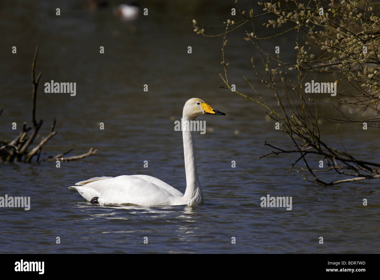 Singschwan (Cygnus cygnus) Unione Whooper swan Foto Stock