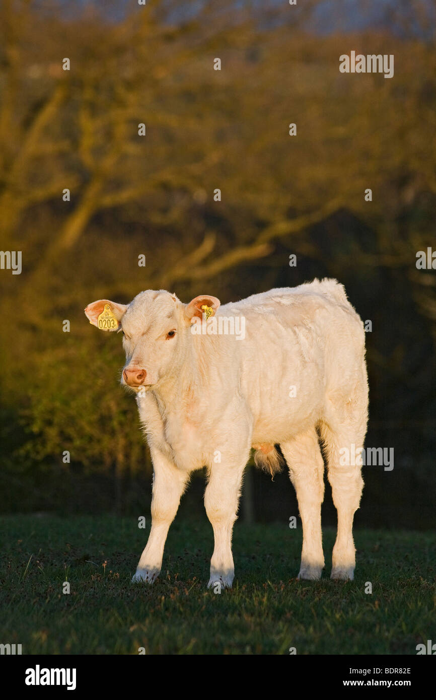 Un bianco di vitello, Svezia. Foto Stock