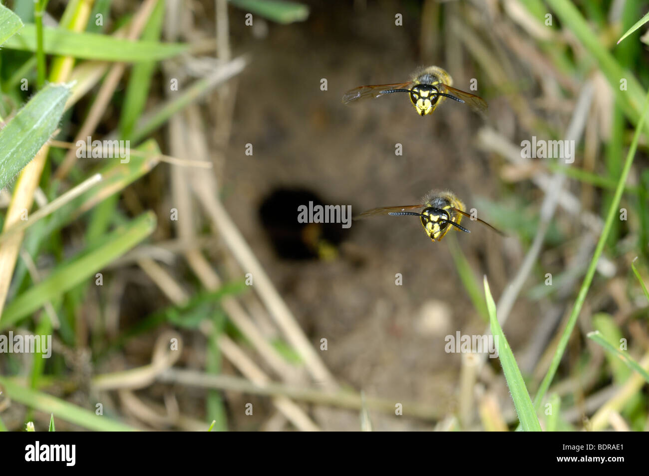 Comune di vespe, vespula vulgaris, adulti battenti dalla metropolitana di camera di nesting, Norfolk, Regno Unito, Agosto Foto Stock