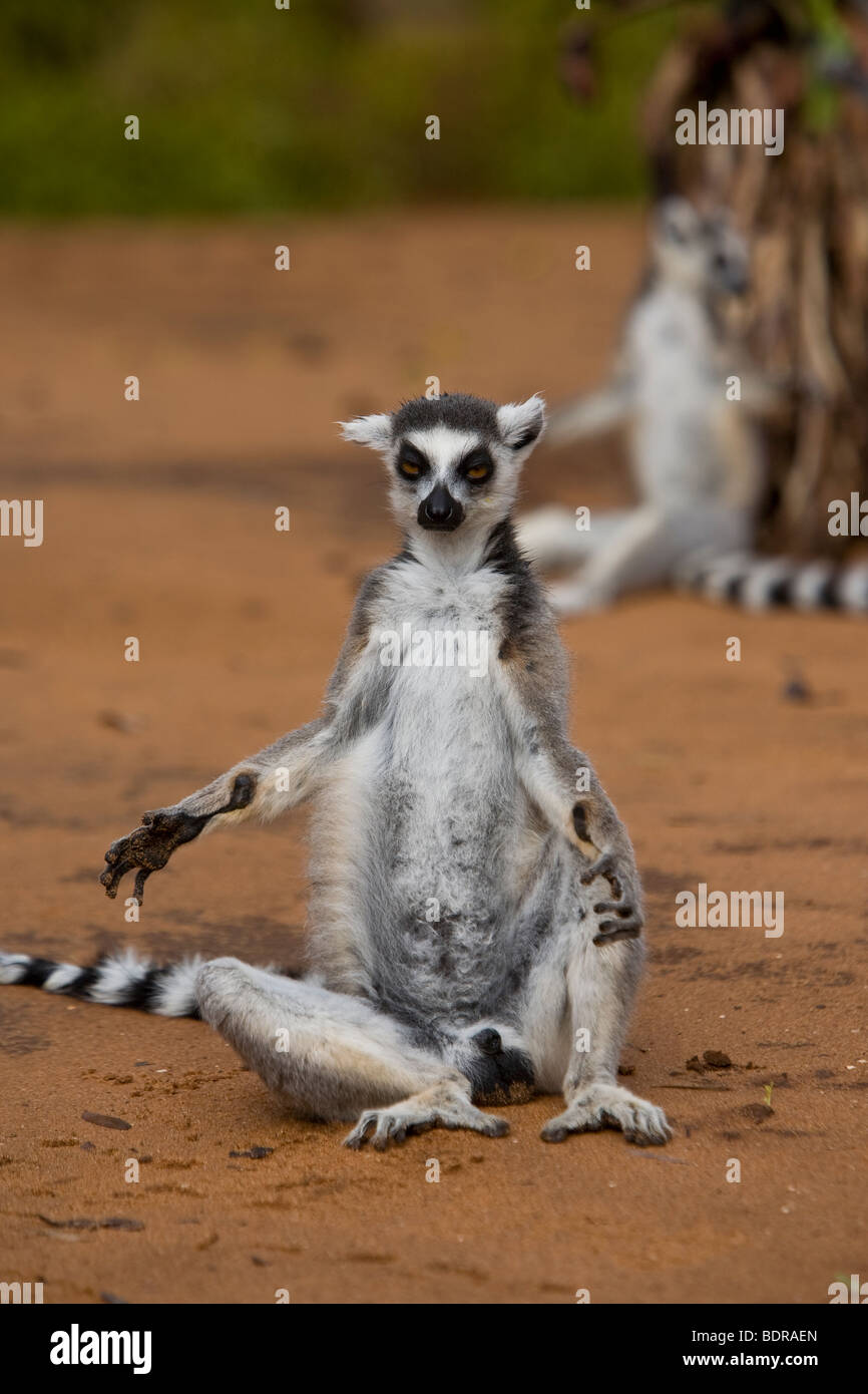 Anello-tailed Lemur, Madagascar Foto Stock