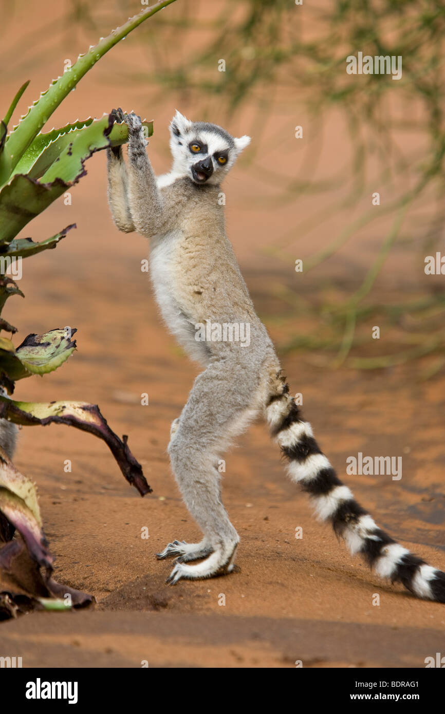 Anello-tailed Lemur, Madagascar Foto Stock