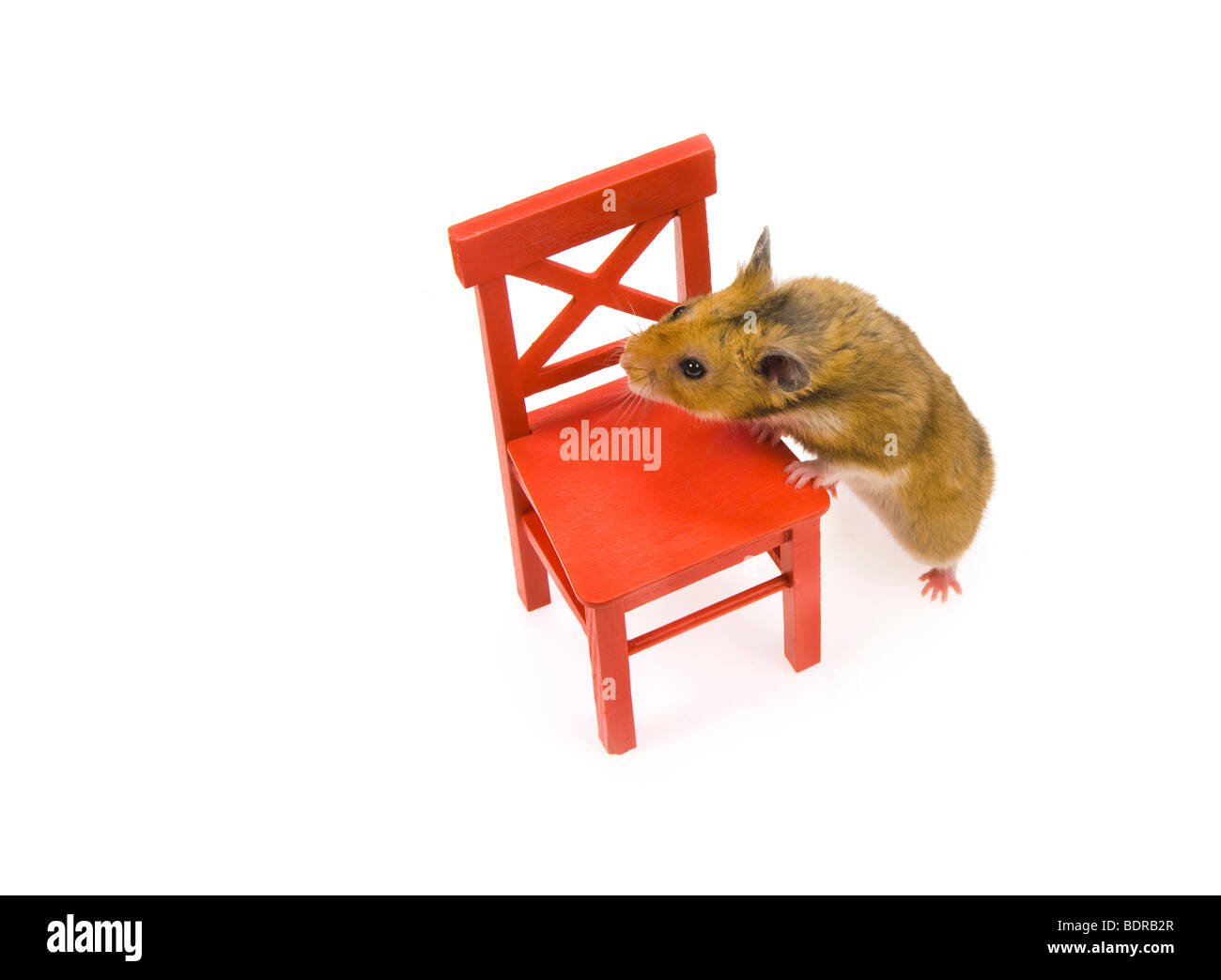 Marrone Rosso di criceto sedia divertente animale goldhamster divertente stare in piedi guardare cercando sfondo semplice animale sveglio curioso ascoltare elenco Foto Stock