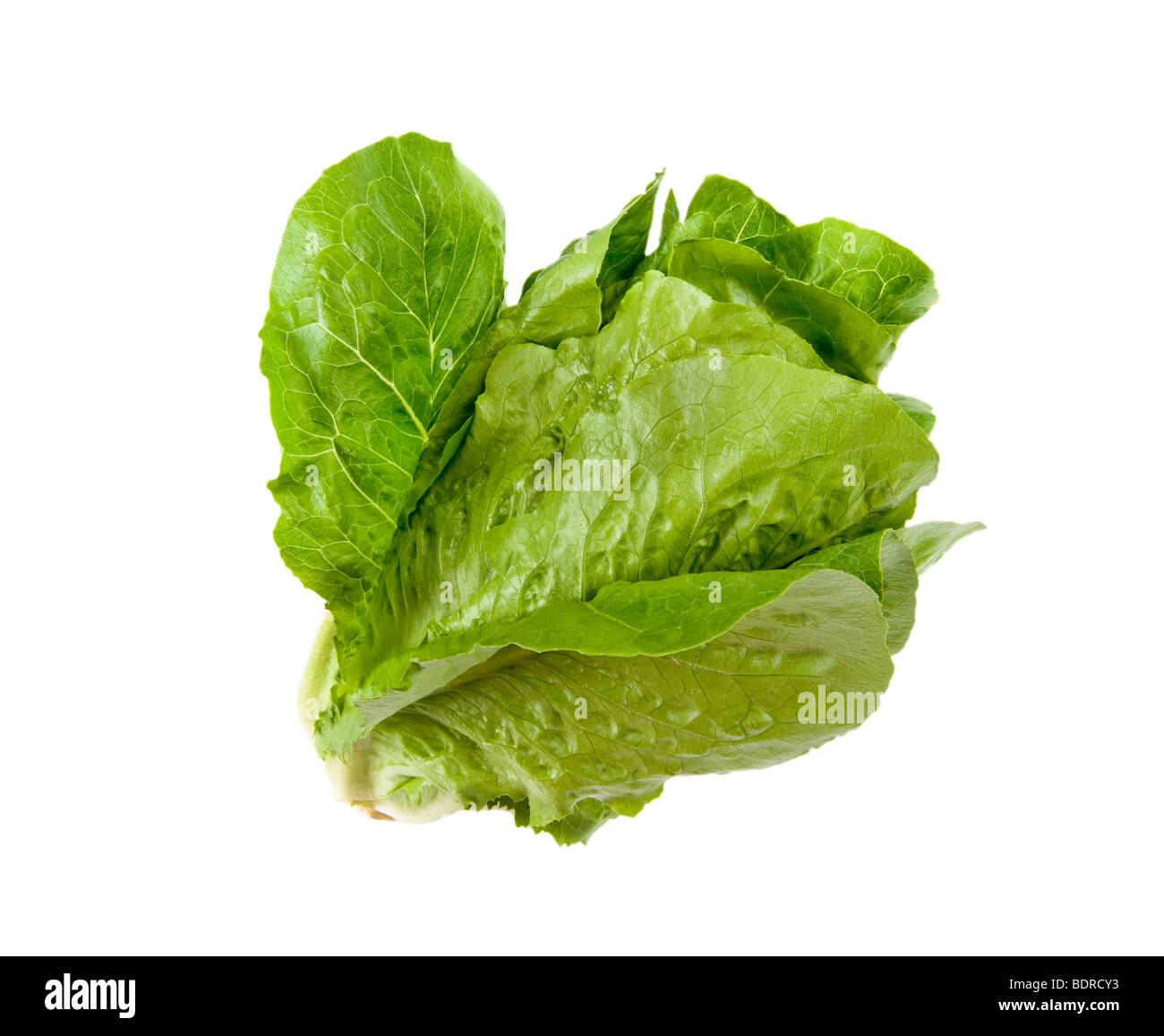 Salat insalata verde romana greenfood cibo mediterraneo lascia leaf italia italien italiana fitness fit FOOD sulla lattuga backgr bianco Foto Stock
