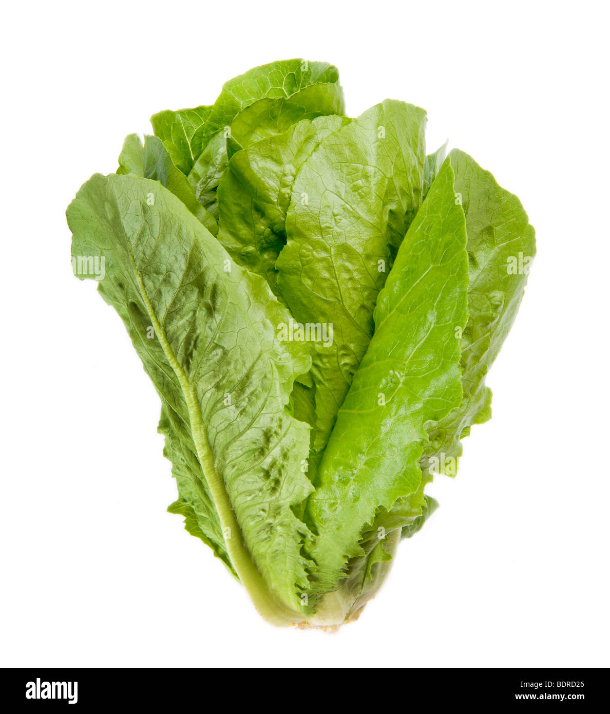 Salat insalata verde romana greenfood cibo mediterraneo lascia leaf italia italien italiana fitness fit FOOD sulla lattuga backgr bianco Foto Stock