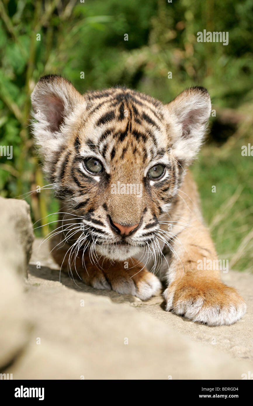 Sumatratiger, Jungtier, Sumatra-Tiger, Panthera tigris sumatrae, tigre di Sumatra Foto Stock