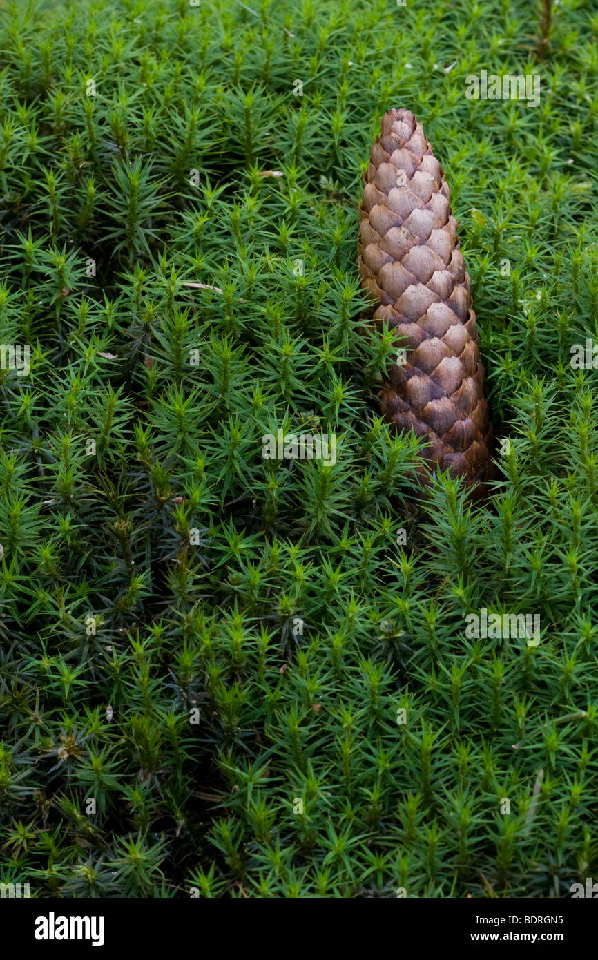 Tannenzapfen auf Moos, Pigna, moss Foto Stock