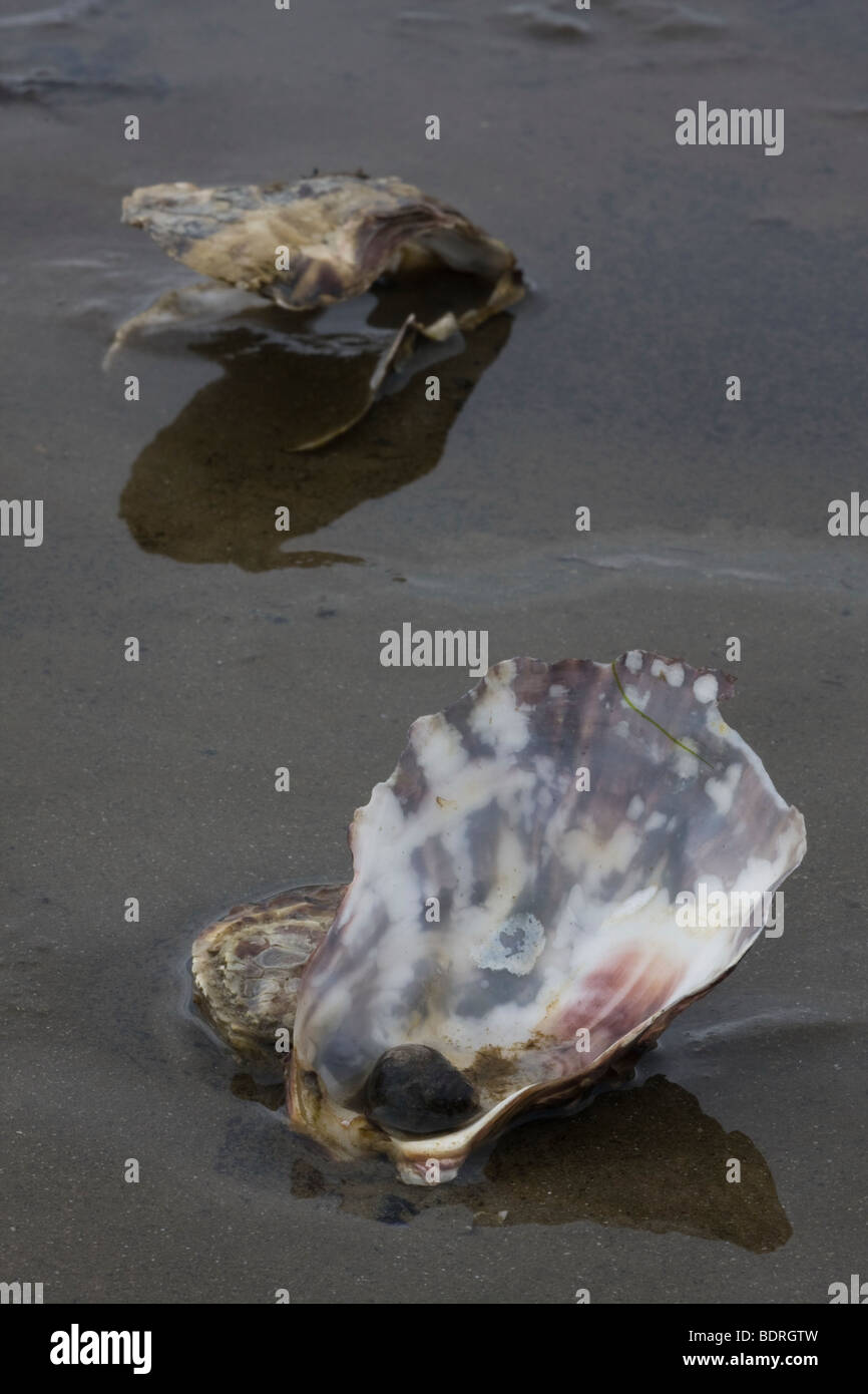 Conchiglie in spiaggia, Muschel, Muschelschale, Insel Texel, Niederlande, shell, cozze, Paesi Bassi Foto Stock