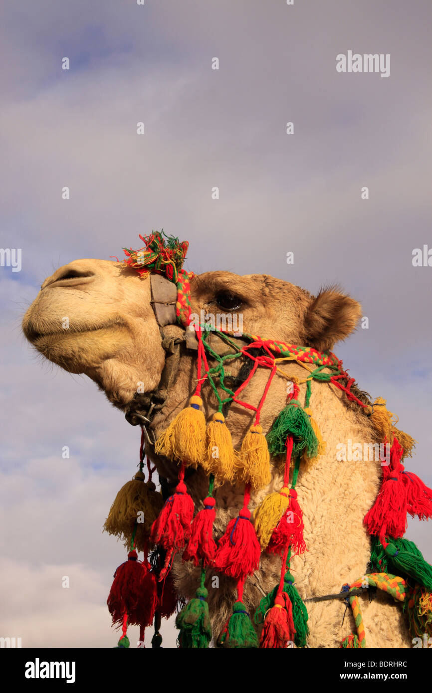 Un cammello nel deserto della Giudea Foto Stock