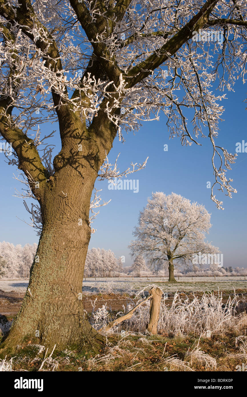 Trasformata per forte gradiente frost, inverno-paesaggio, wintermood, Germania Foto Stock