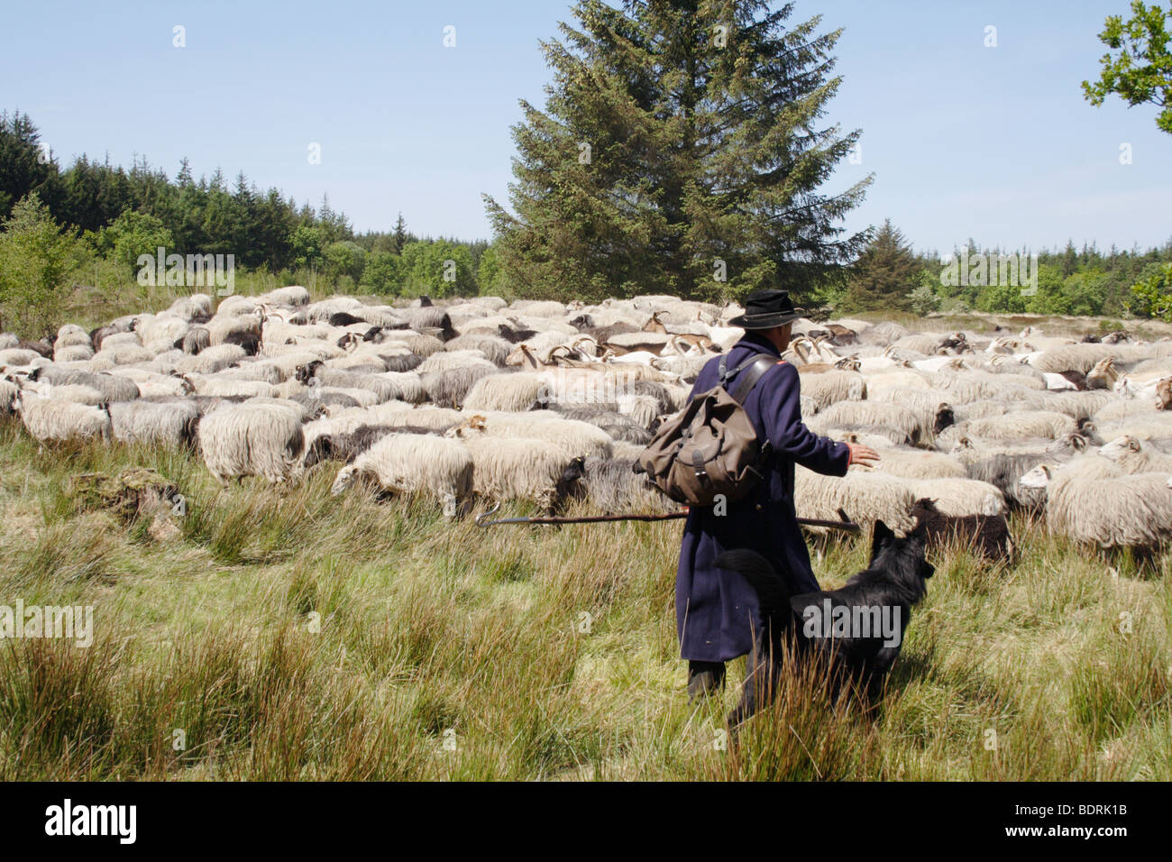Wanderschaefer mit schafherde, sheepherder con zool. gregge di ovini Foto Stock