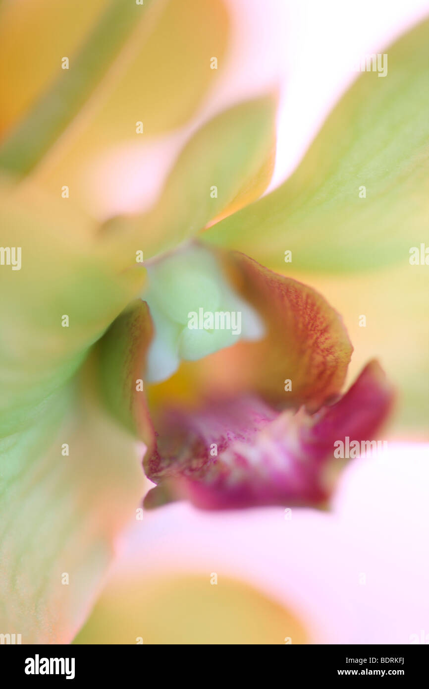 Splendidamente morbida e ethereal dendrobium jade gold orchid - fine art Jane-Ann fotografia fotografia Butler JABP579 Foto Stock