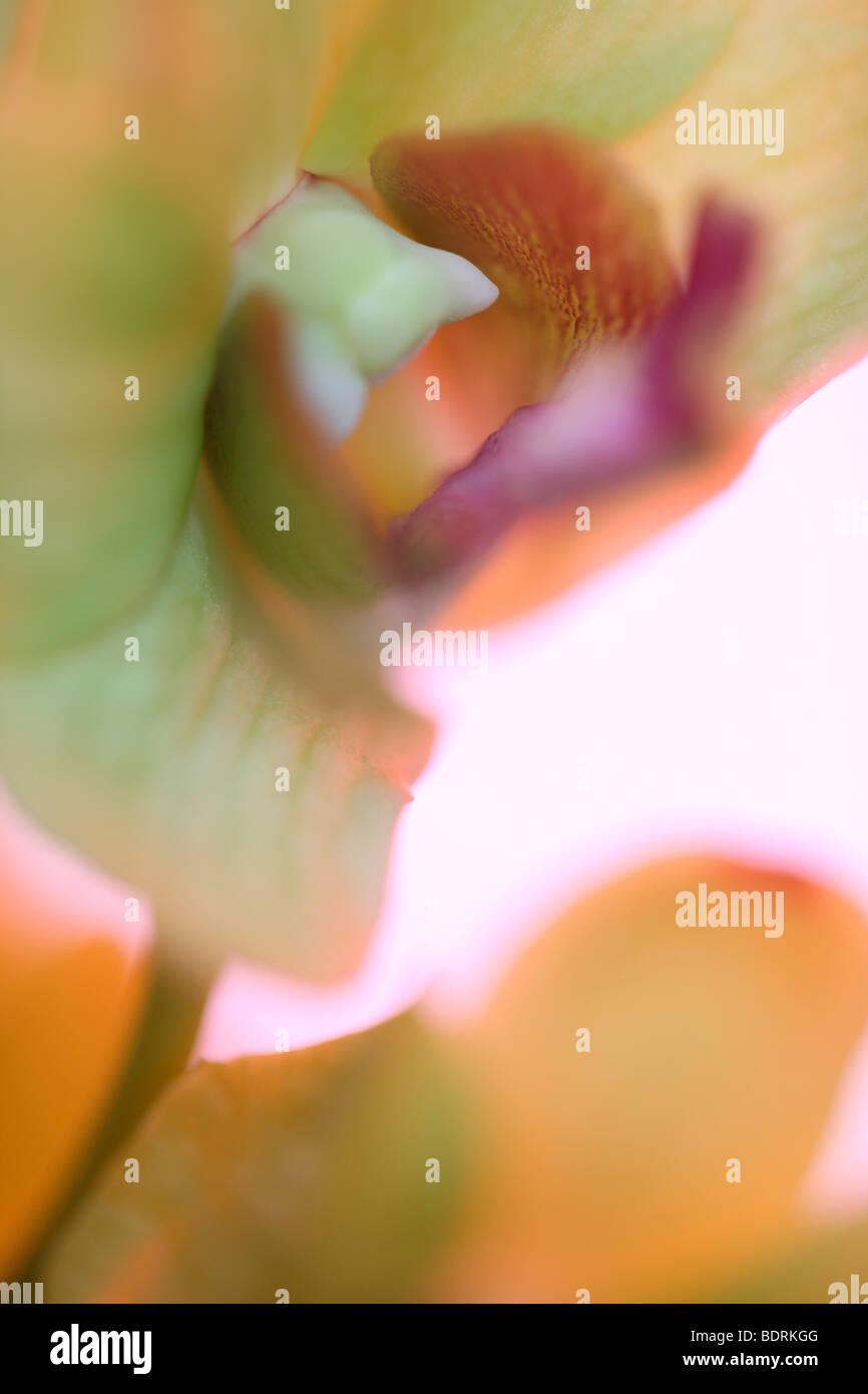 Splendidamente morbida e ethereal dendrobium jade gold orchid - fine art Jane-Ann fotografia fotografia Butler JABP580 Foto Stock