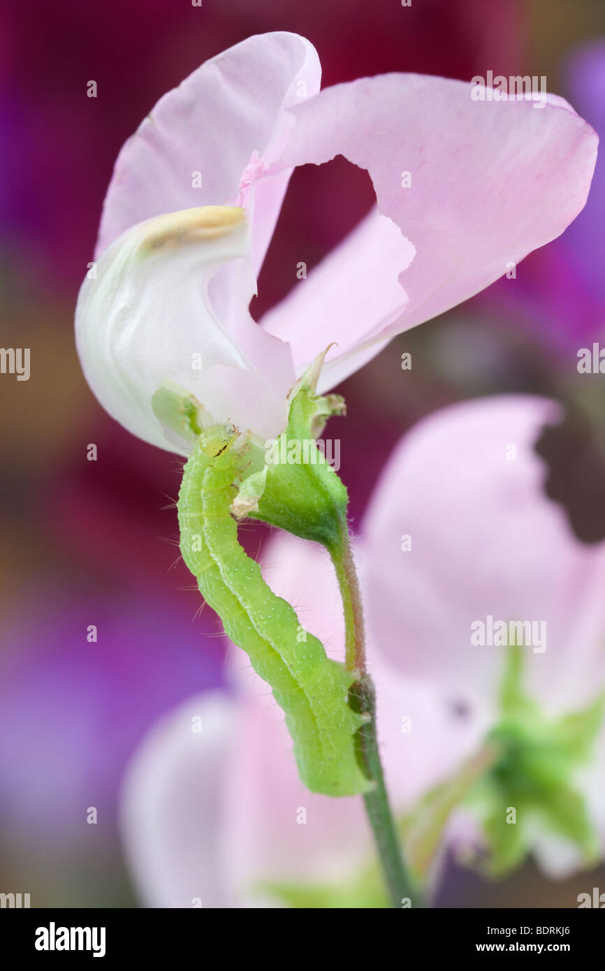 La Gran Bretagna UK. Crochet verde caterpillar alimentazione su un pisello dolce fiore in close-up Foto Stock