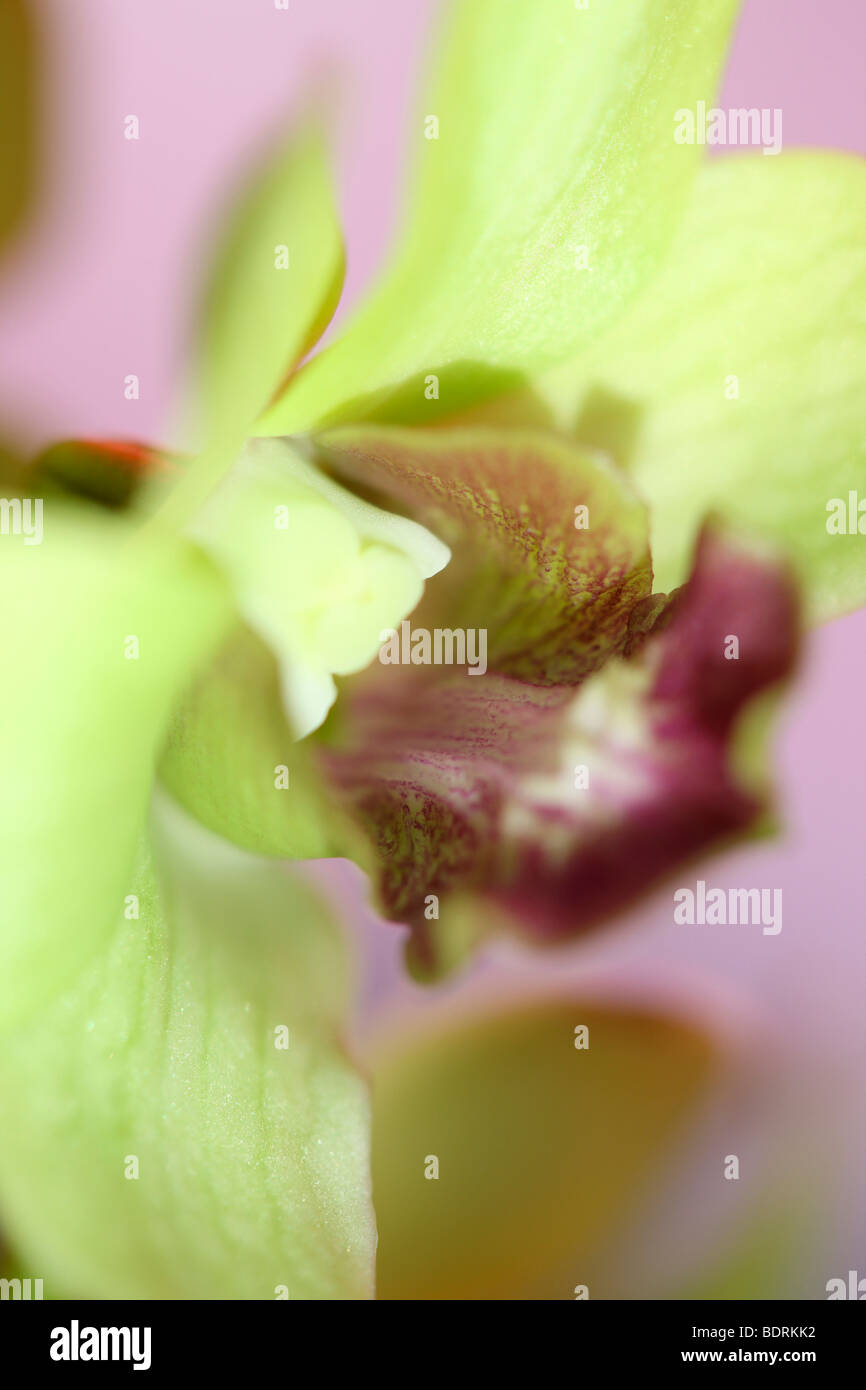 Splendidamente morbida e ethereal dendrobium jade gold orchid - fine art Jane-Ann fotografia fotografia Butler JABP578 Foto Stock