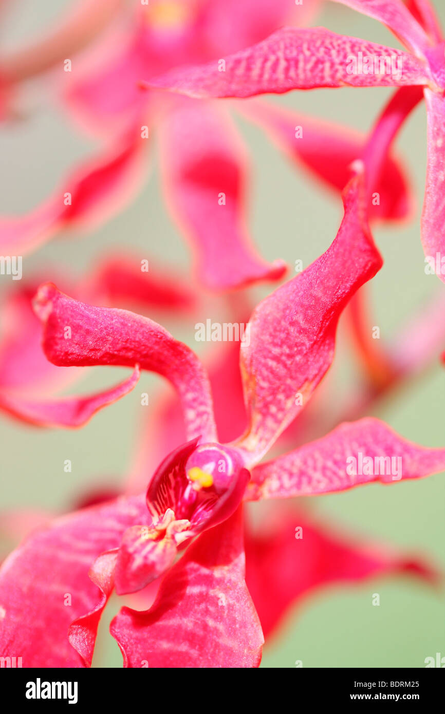 Incredibile azima mokara orchid - fine art Jane-Ann fotografia fotografia Butler JABP572 Foto Stock