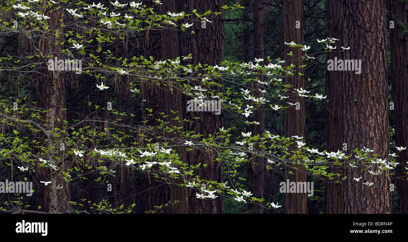 Sanguinello blossoms, centine di pini e abeti, Yosemite National Park, California, Stati Uniti d'America. Foto Stock