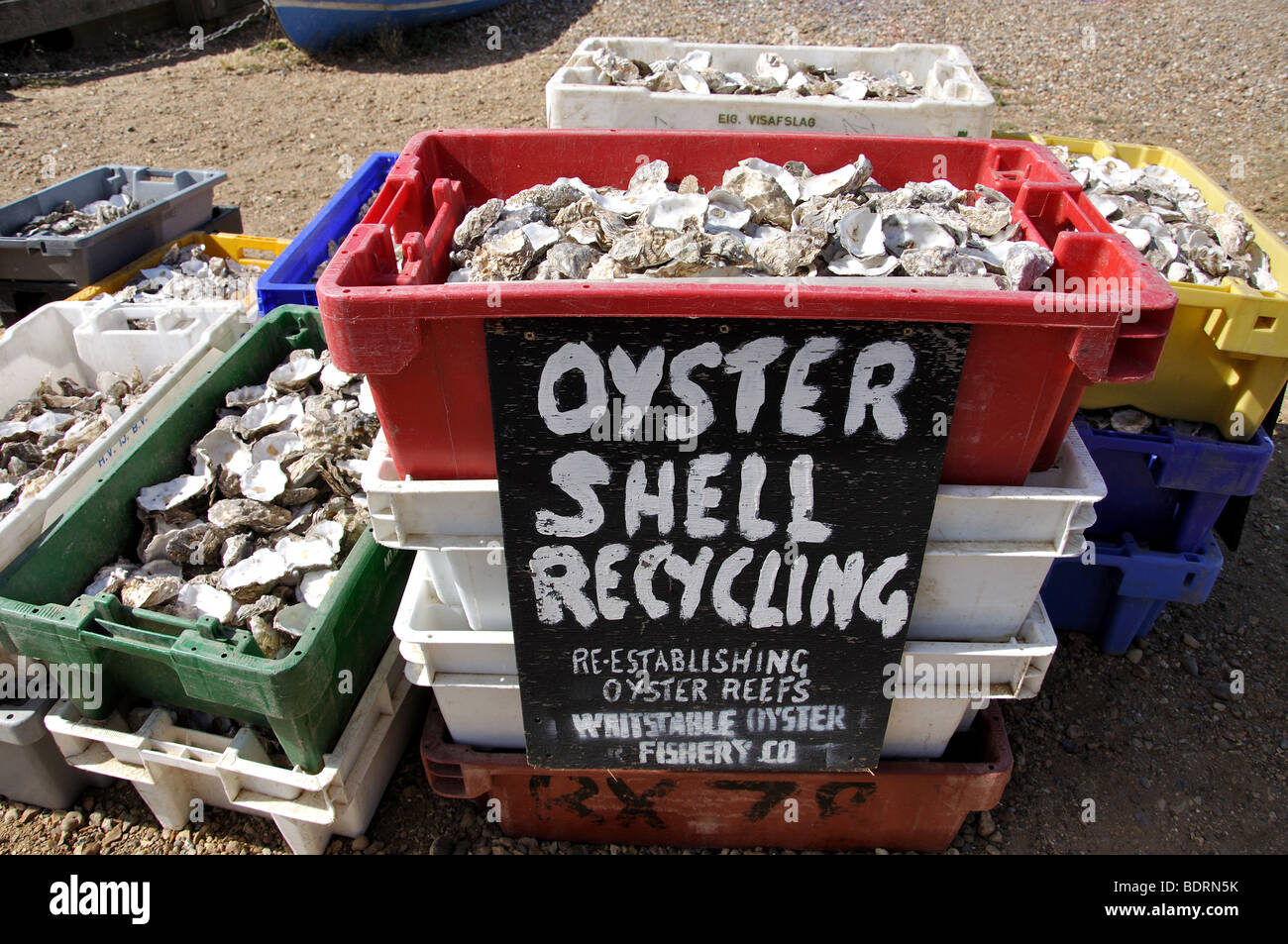 Guscio di ostrica riciclaggio benna, whitstable kent, England, Regno Unito Foto Stock