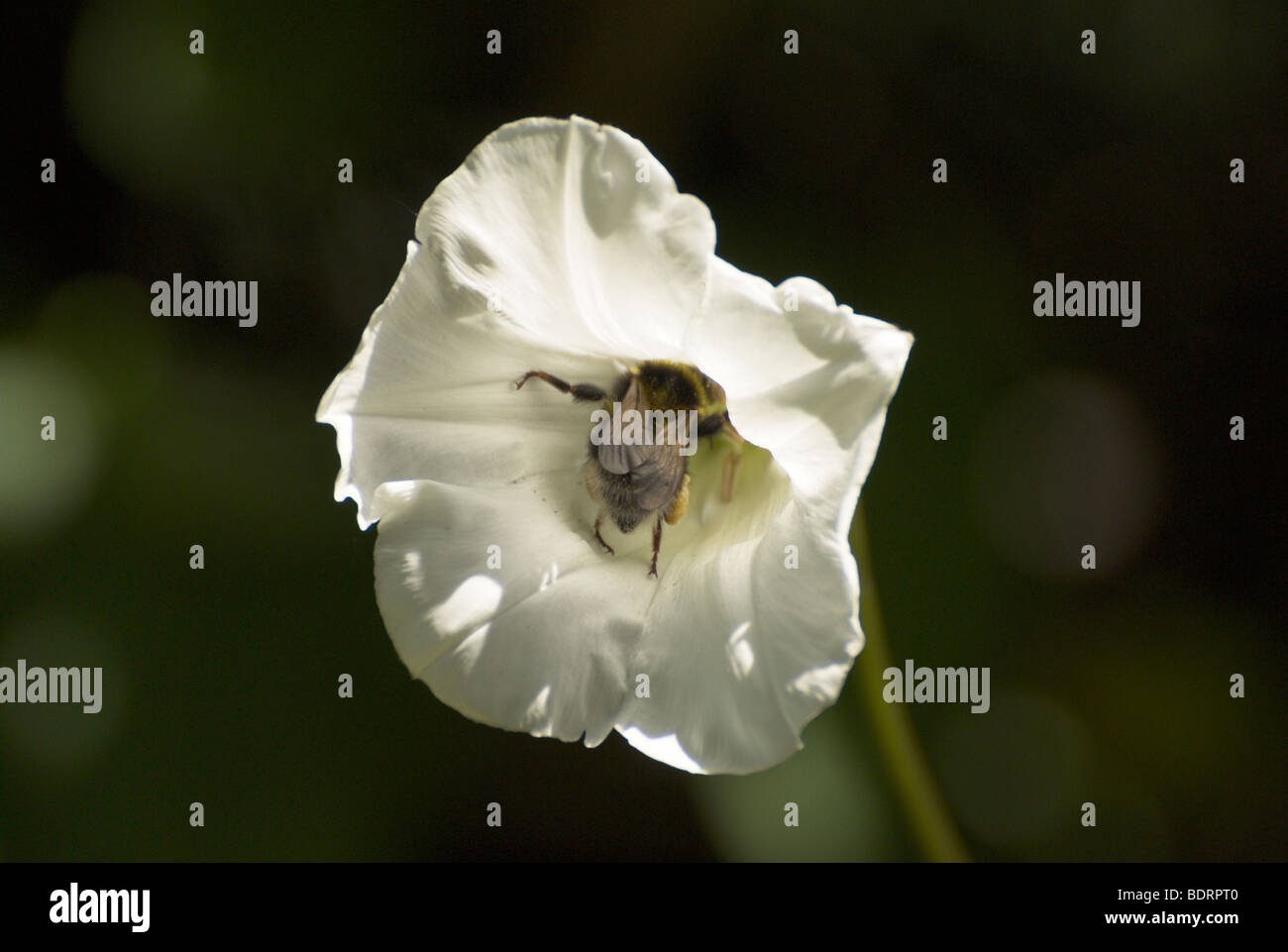 Un Buff-tailed bumble-bee (Bombus terrestris) raccoglie il nettare da una siepe centinodia fiore. Foto Stock