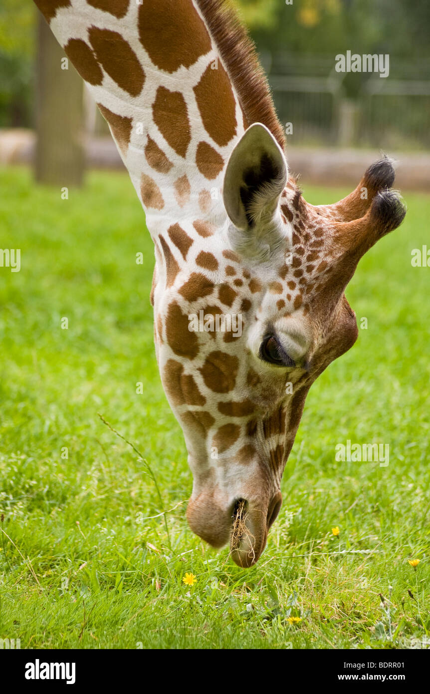 Una fame giraffe gode di un pranzo leggero presso Blijdorp Zoo di Rotterdam, Paesi Bassi Foto Stock