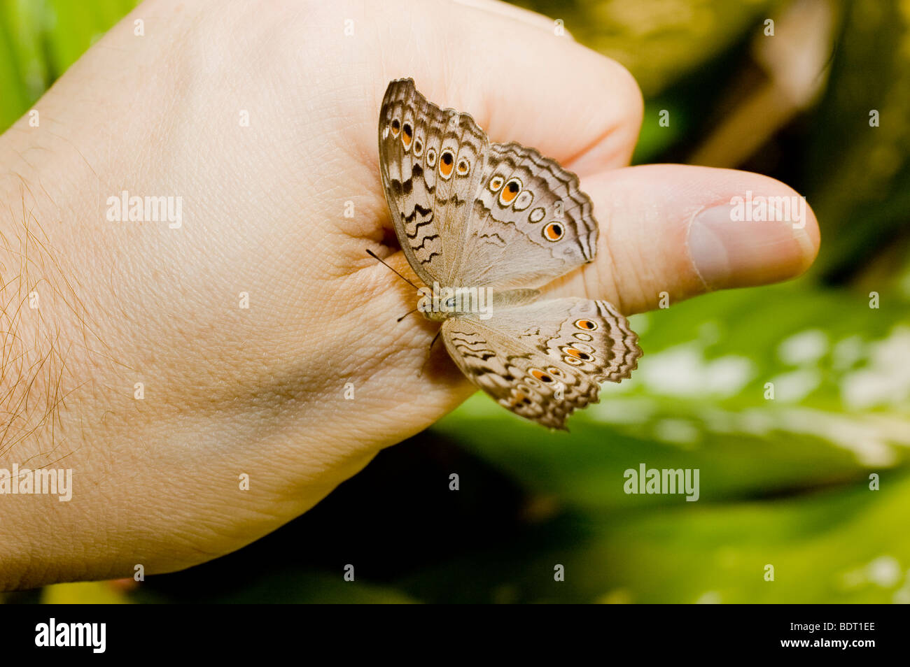 Butterfly su una mano umana con il pollice Foto Stock