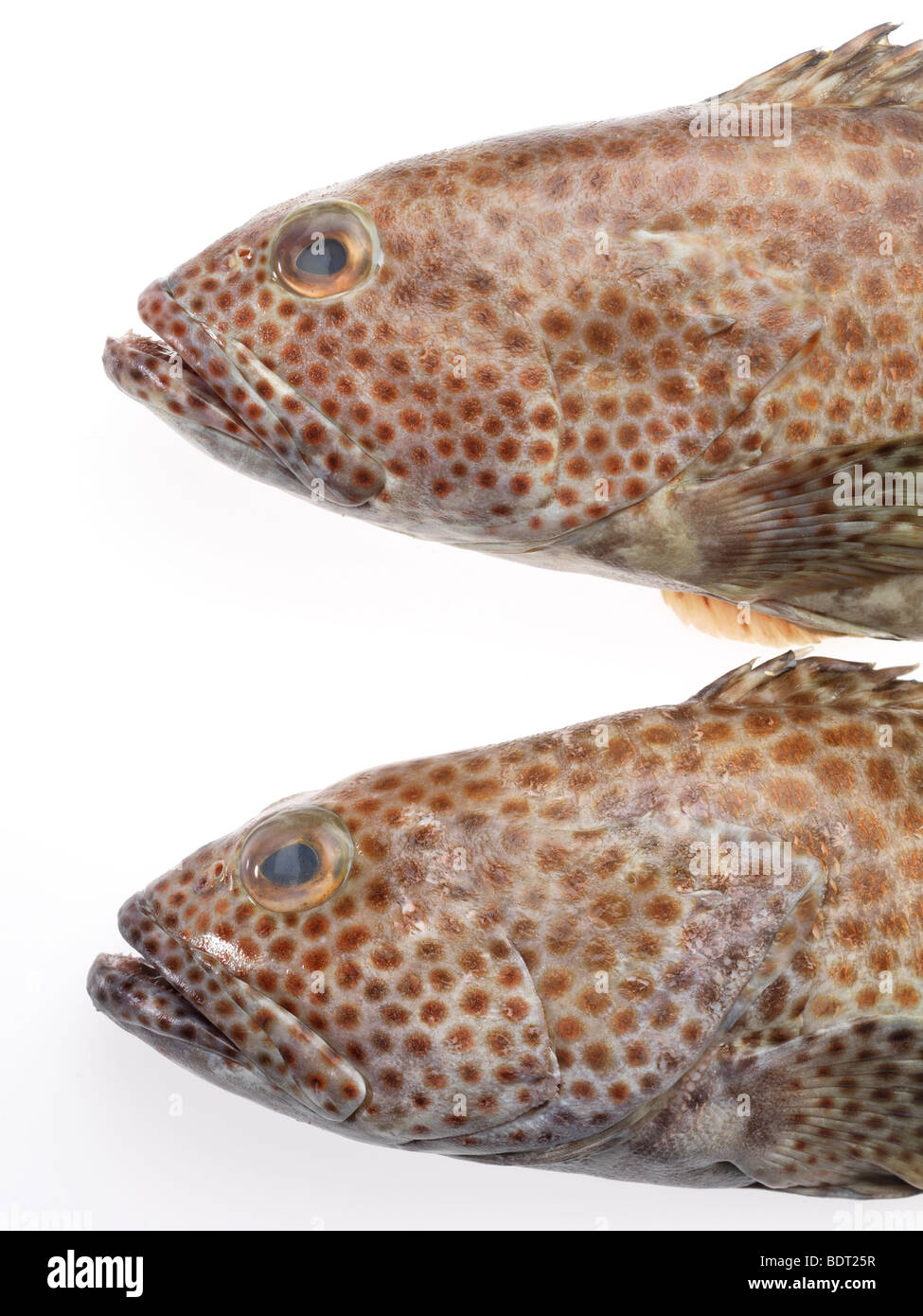 2 maculato pesce cernia Foto Stock