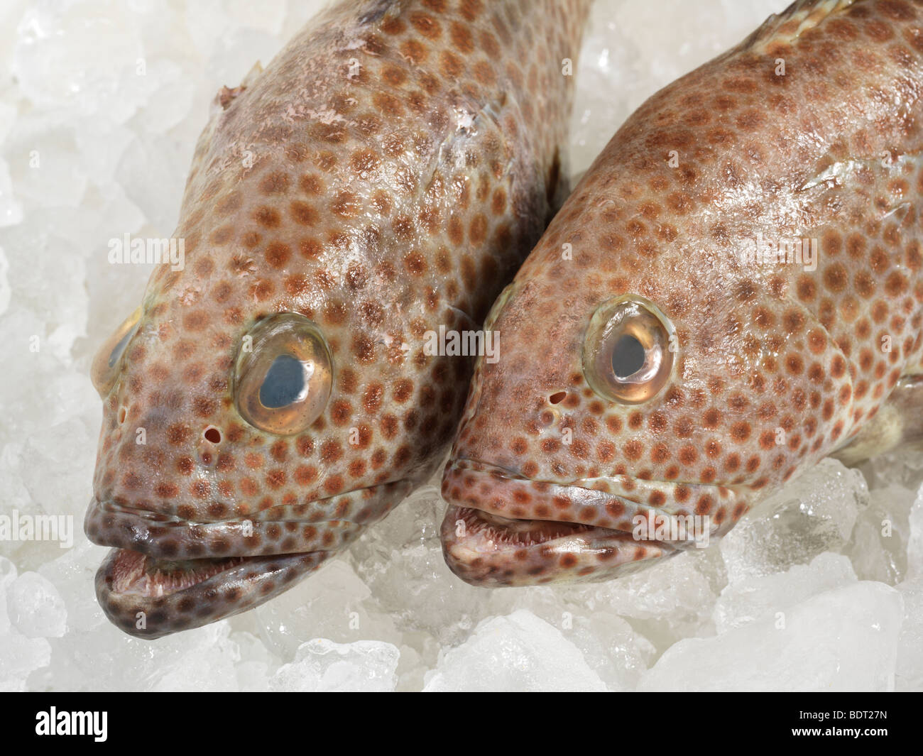 Maculato pesce cernia su ghiaccio Foto Stock