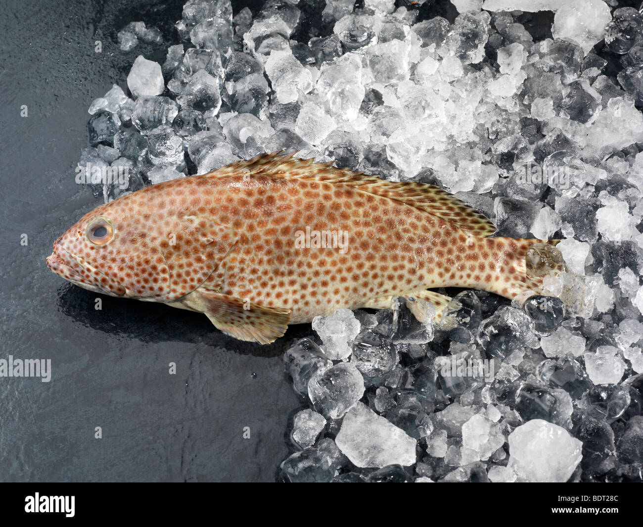 Maculato pesce cernia su ghiaccio Foto Stock