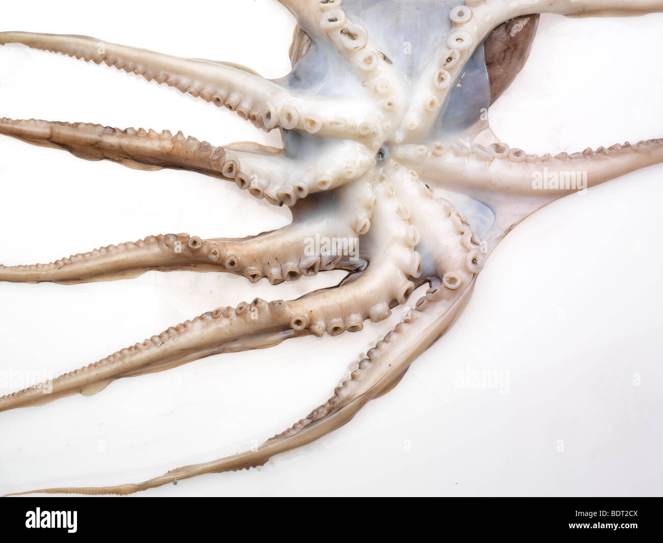 Octopus & Polipetti tentacoli Foto Stock