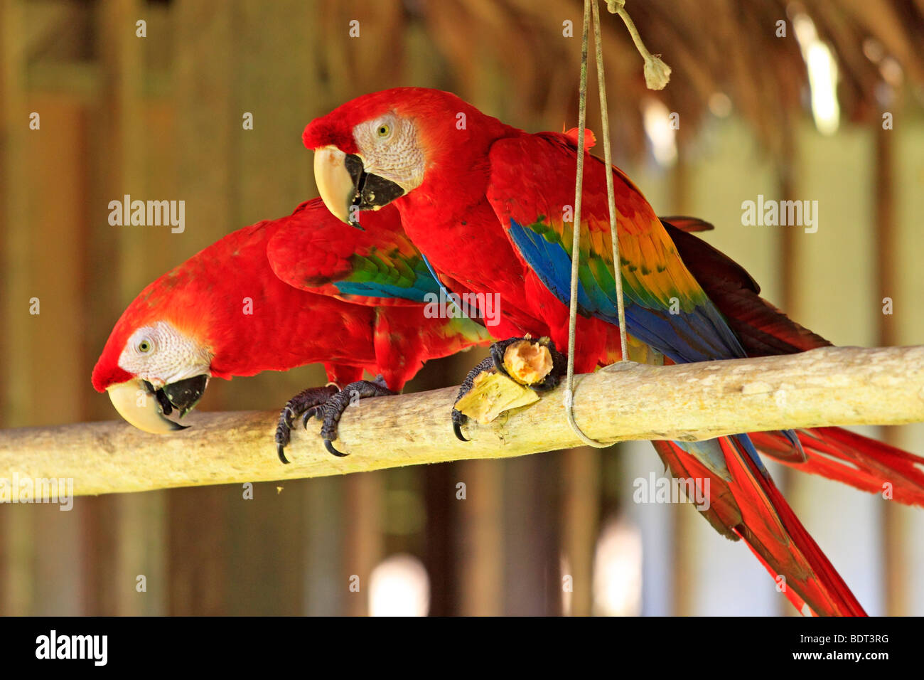 Una coppia di scarlet macaws a Tambopata Research Center, Perù, Sud America Foto Stock