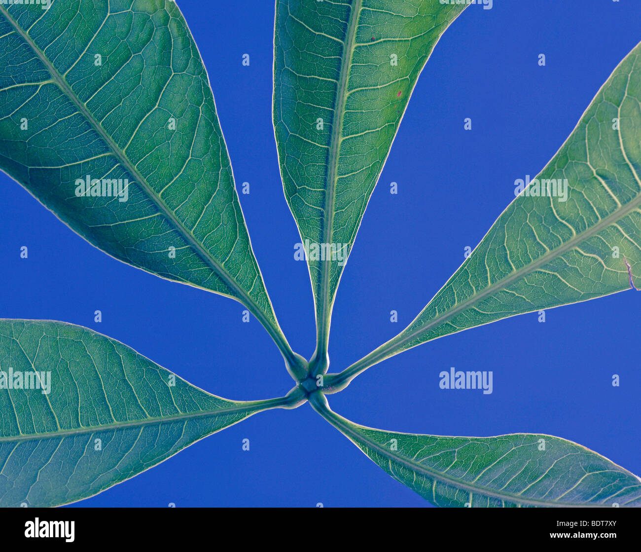 Impianto di gomma leaf shot su sfondo blu in studio Foto Stock