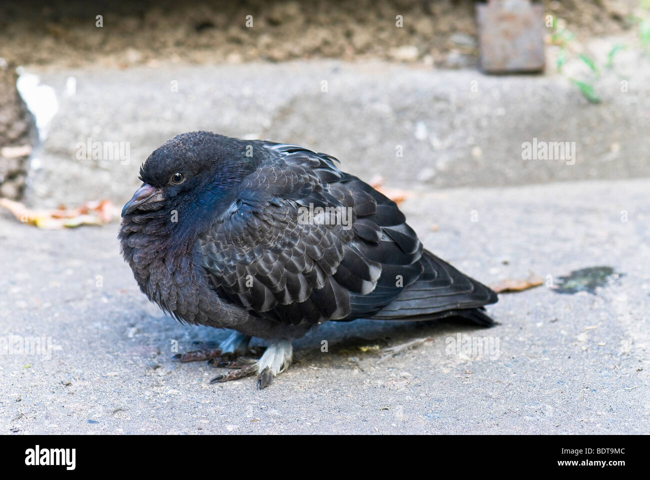 Città piccione nero Foto Stock