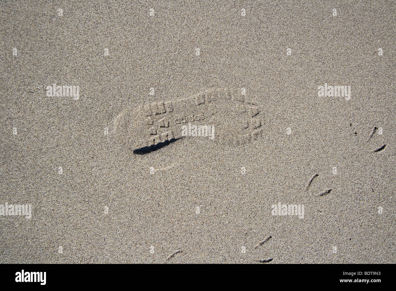 Una impronta nella sabbia accanto a impronte di uccelli. Foto Stock