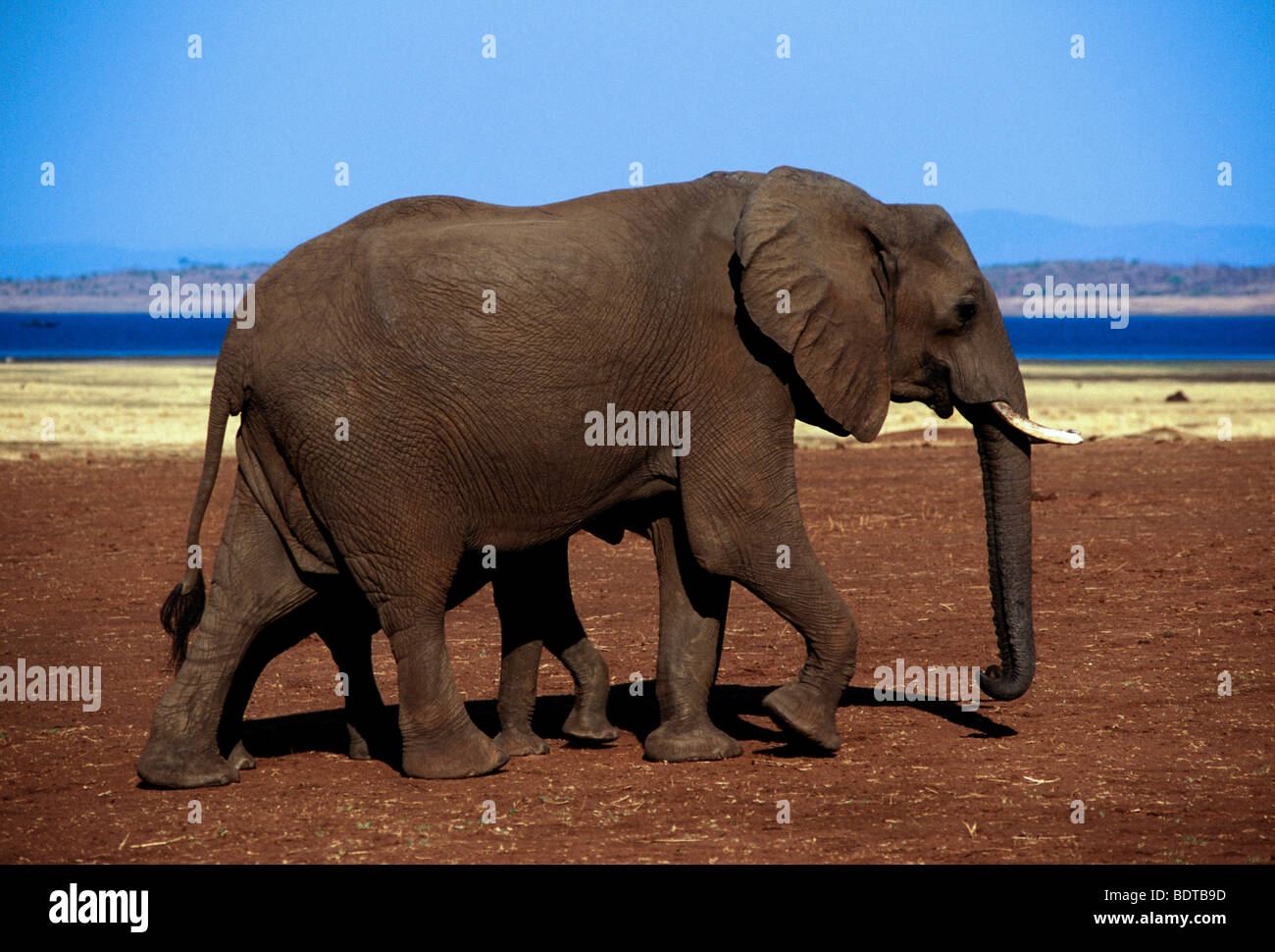Elefante africano, elefanti africani, Loxodonta africana, Bumi Hills, Bumi area collinare, il lago Kariba, Mashonaland occidentale provincia, Zimbabwe Africa Foto Stock