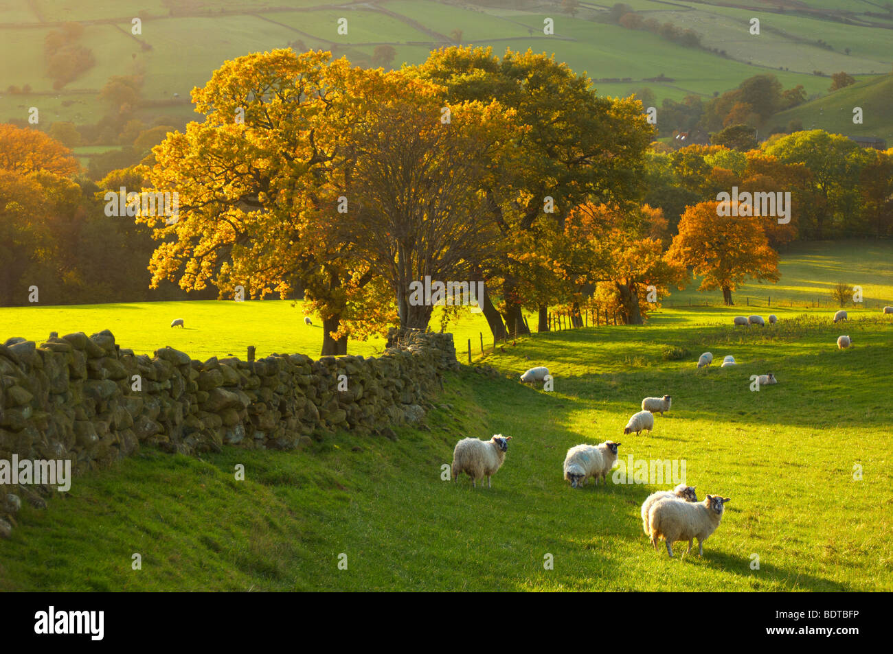 Farndale fattoria con colori autunnali e pecore, North Yorkshire Moors National Park, Inghilterra. Foto Stock