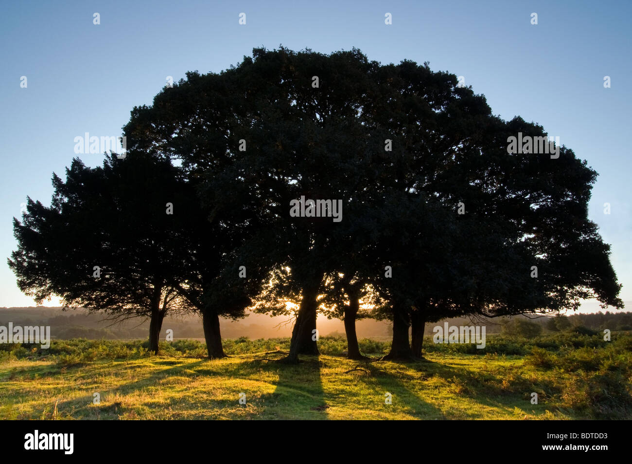 Alberi retroilluminato all alba Mogshade Hill nel nuovo Parco Nazionale della Foresta Foto Stock