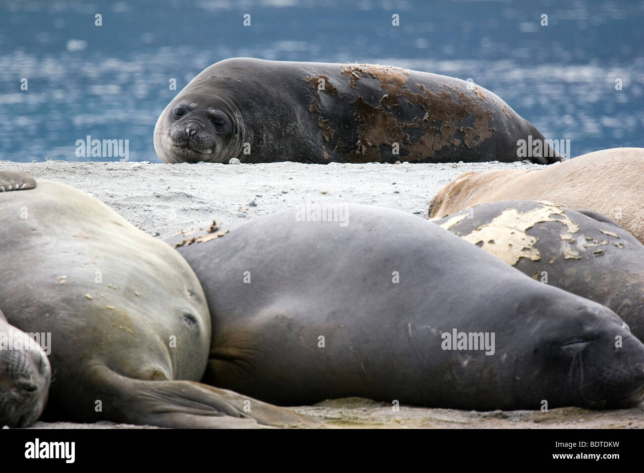 Le guarnizioni di tenuta dell'elefante a dormire Ainsworth Bay, Cile Foto Stock