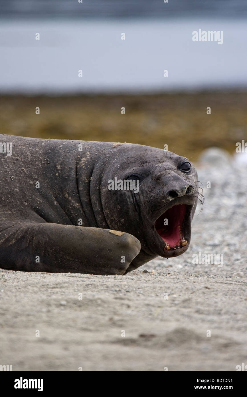 Il novellame di guarnizione di elefante, Ainsworth Bay, Cile Foto Stock