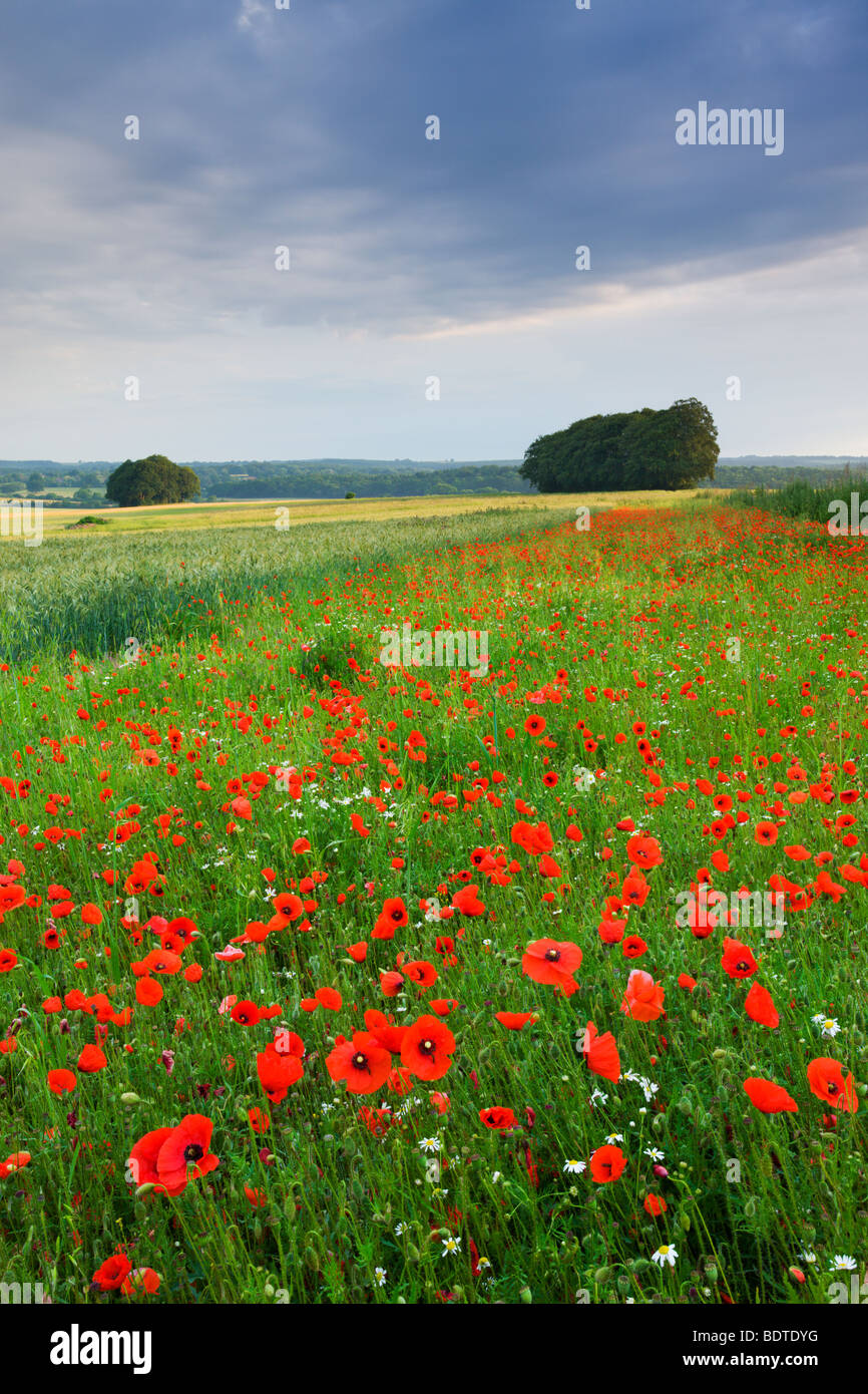 Papaveri selvatici che crescono in un campo vicino a West Dean, Wiltshire, Inghilterra. In estate (Luglio) 2009 Foto Stock