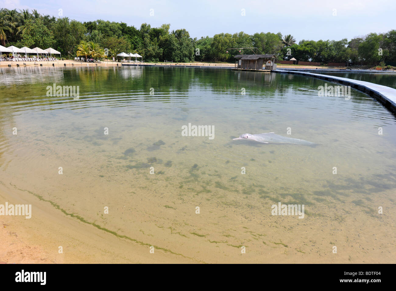 Delfino Rosa presso la Laguna dei Delfini, Sentosia Isola, Singapore Foto Stock