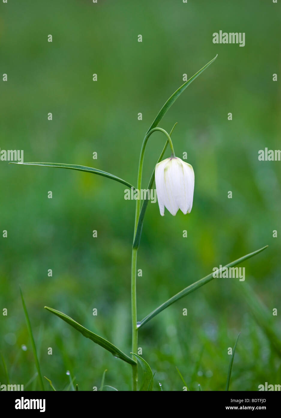 White Snake Head Fritillary (Fritillaria meleagris) crescita selvaggia a nord di prato vicino a Cricklade, Wiltshire, Inghilterra Foto Stock