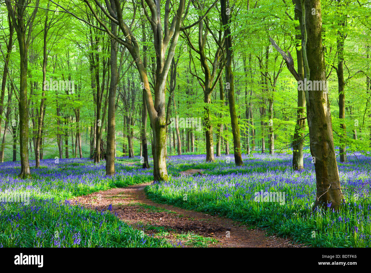 Il sentiero attraverso il tappeto di fiori selvatici bluebells nella faggeta a West boschi, Lockeridge vicino a Marlborough, Wiltshire Foto Stock