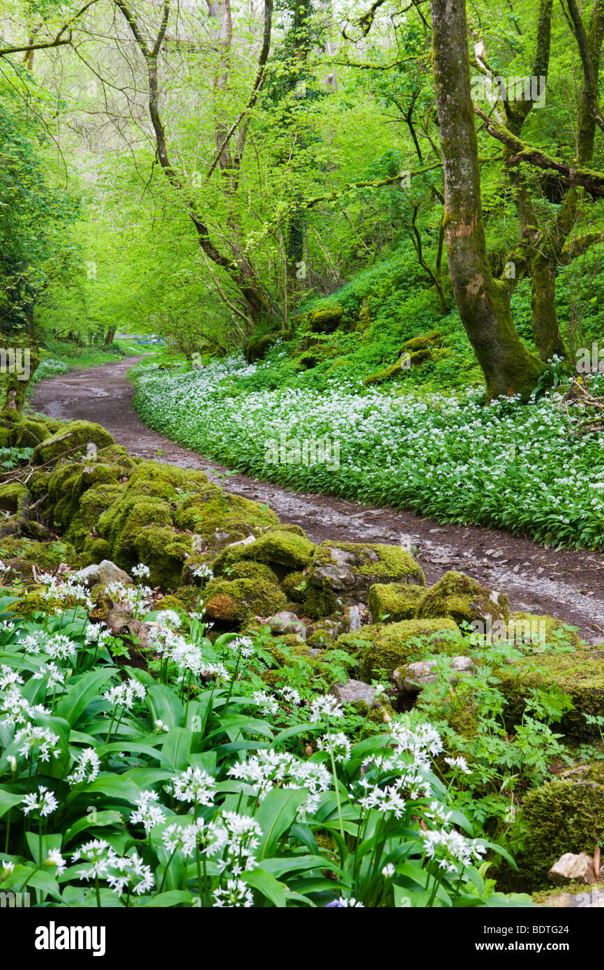 Aglio selvatico o Ramsons (Allium ursinum) cresce in legno nero nella riserva naturale del Cheddar Gorge, Somerset, Inghilterra. Foto Stock