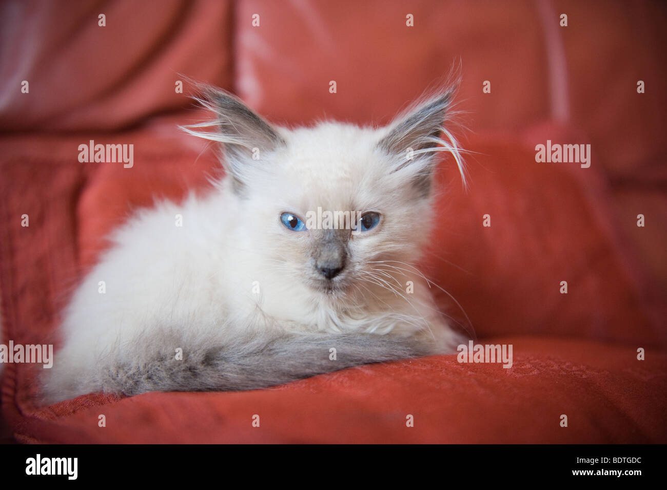 Ragdoll kitten (8 settimane di età) Foto Stock