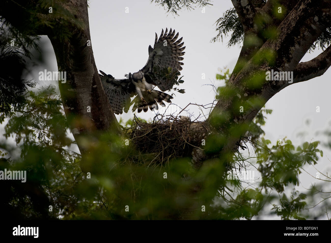 Arpia Aquila (Harpia harpyia) Foto Stock