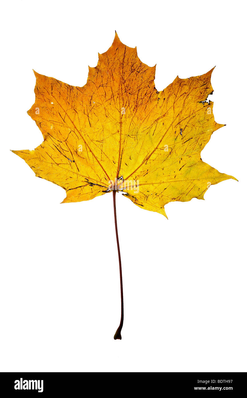 Autunno maple leaf Foto Stock