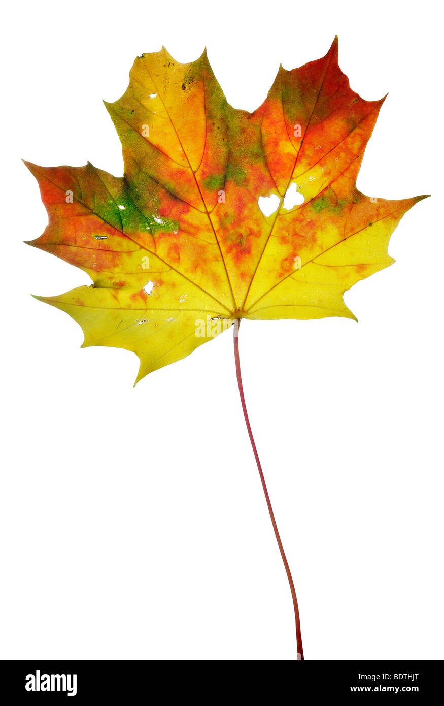 Autunno maple leaf Foto Stock