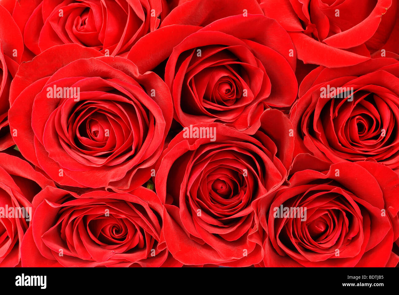 Rose rosse sfondo Foto Stock