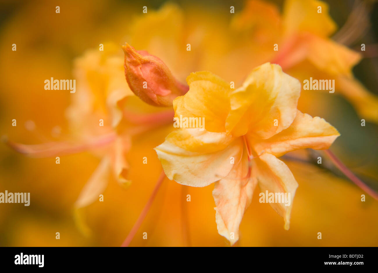 Primo piano di una azalea giallo-arancio in fiore pieno e un bocciolo d'arancia, UK Flora Foto Stock